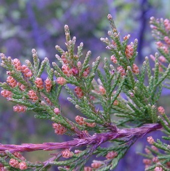 Cedarwood Essential Oil Virginian 3